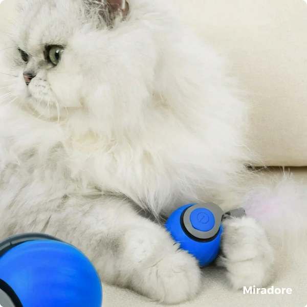 SpeedyTail™- Omdat geen kat zich eenzaam mag voelen